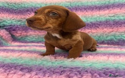 Miniature Dachshund dogs for sale: Miniature Dachshund Boys and Girls From £700 - Image 16