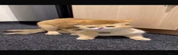 British Shorthair cats for stud: British Shorthaired Golden Cats - Advert 11