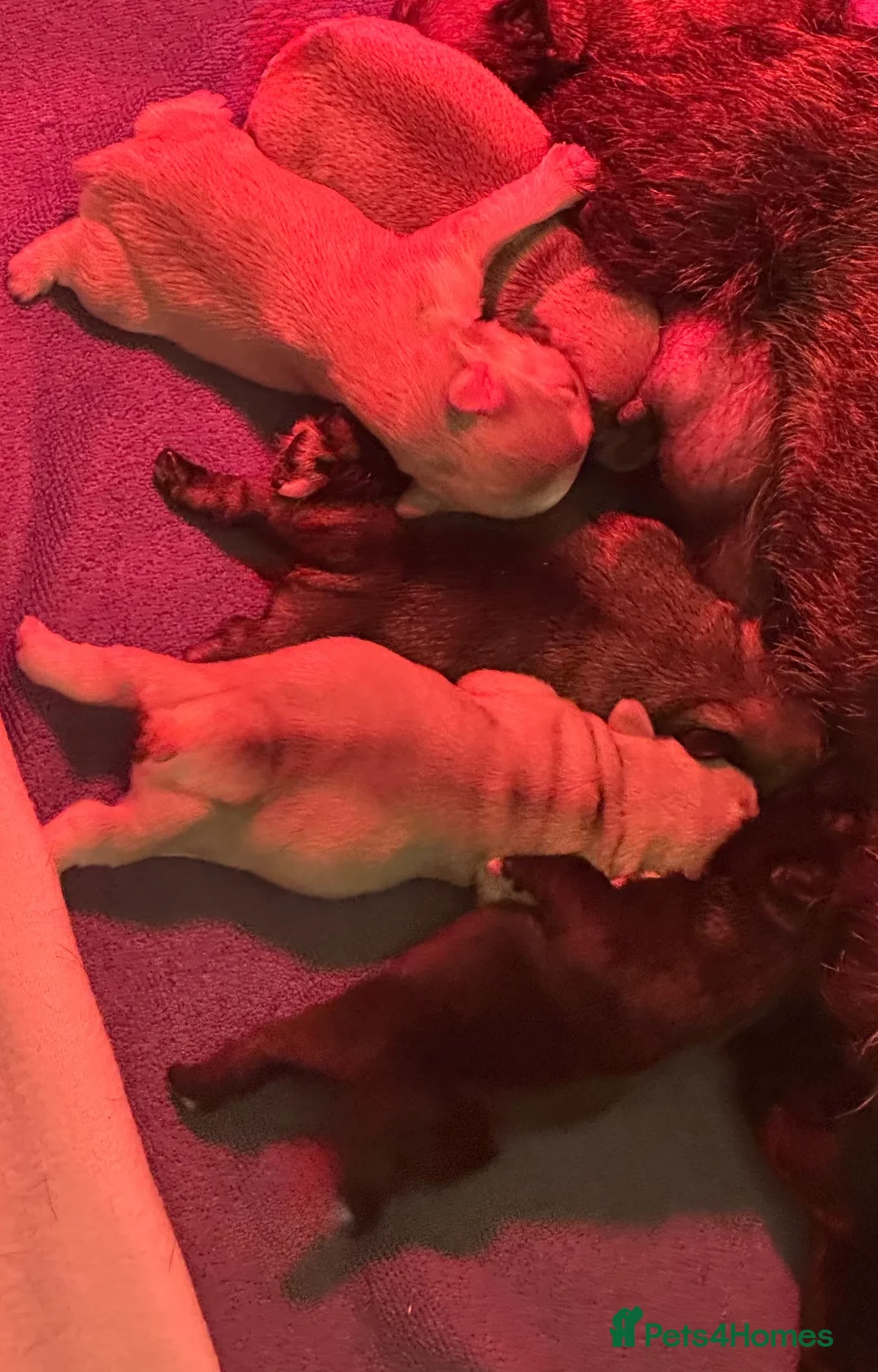 French Bulldog dogs for sale: READY NOW KC registered French Bulldog puppies - Advert 6
