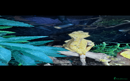 Gecko reptiles for sale: Lizards for sale - lot to choose from  in Nottingham - Image 15