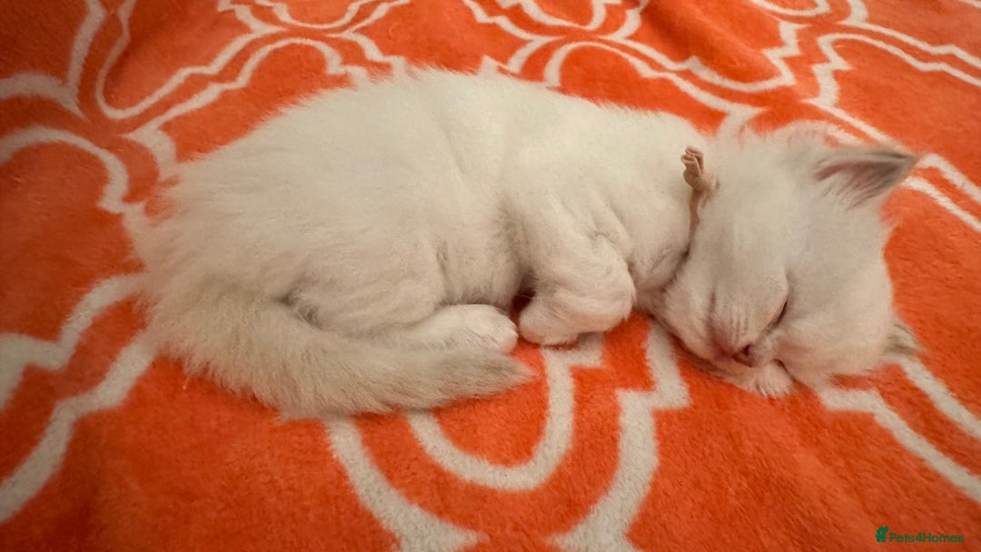 Ragdoll cats for sale: 5 beautiful and healthy Ragdoll kittens - Image 8