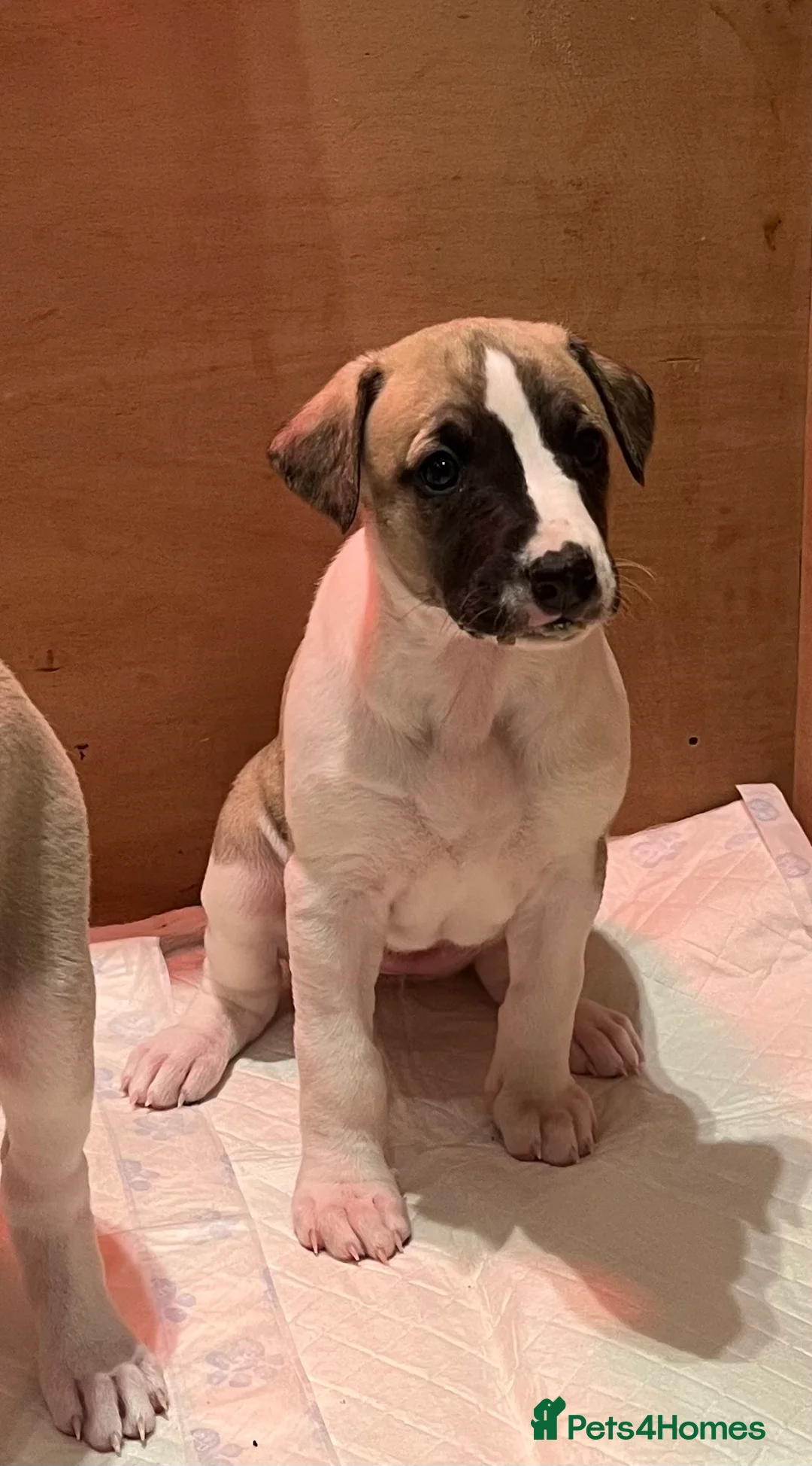 Whippet dogs for sale: Great quality Whippet puppies for sale - Advert 38