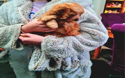 Cockapoo dogs for sale: READY TO LEAVE 4TH OF DECEMBER - Advert 28