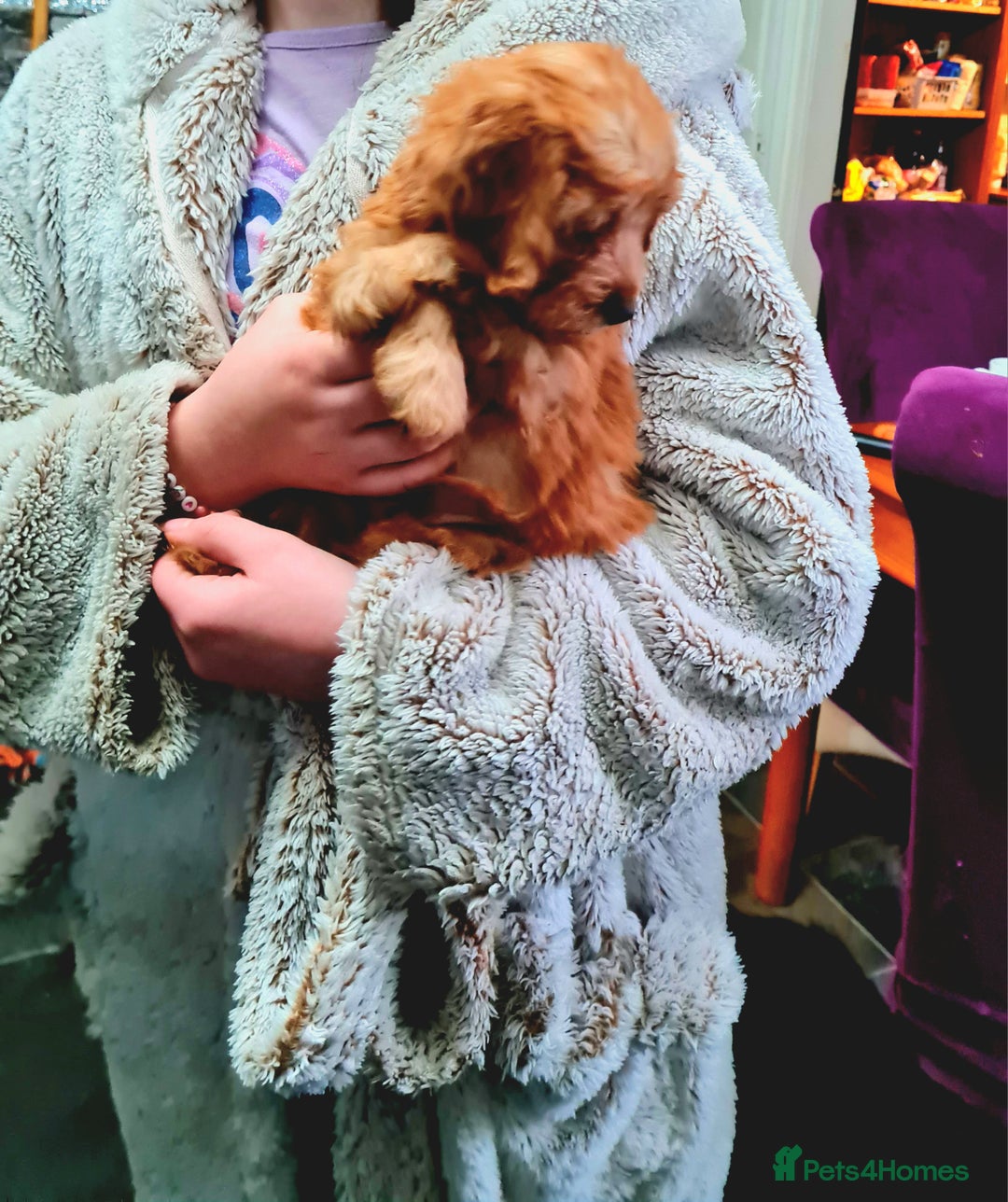 Cockapoo dogs for sale: READY TO LEAVE 4TH OF DECEMBER - Advert 28