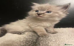 Ragdoll cats for sale: Lnyx male Ragdoll’s ready soon  - Advert 3