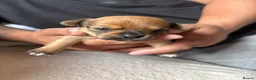 Chihuahua dogs for sale: Beautiful Chihuahua Puppies - Advert 4