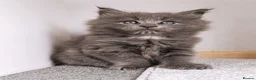 Maine Coon cats for sale: DNA health tested Maine coon kittens  - Advert 24