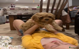 Cavapoo dogs for sale: F1 Cavapoo puppies - Image 9