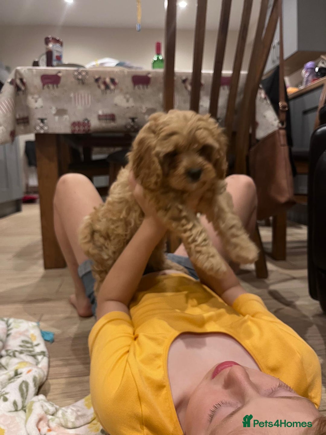 Cavapoo dogs for sale: F1 Cavapoo puppies - Image 9