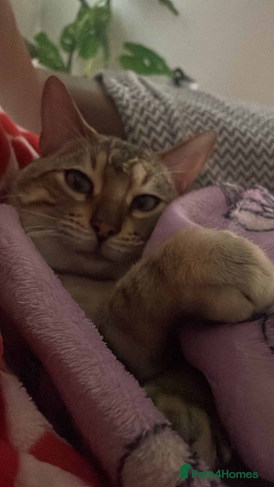 Bengal cats for sale: snow bengal  - Advert 6