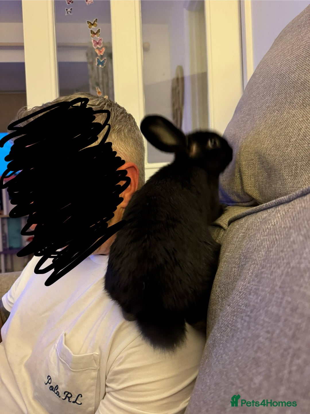 Mini Lop rabbits for sale: Female mini lop rabbit. Vaccinated and friendly.  - Image 4