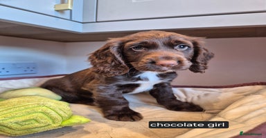 Cocker Spaniel dogs - Advert 16