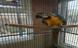 Macaws birds for sale: Blue + gold  - Image 4