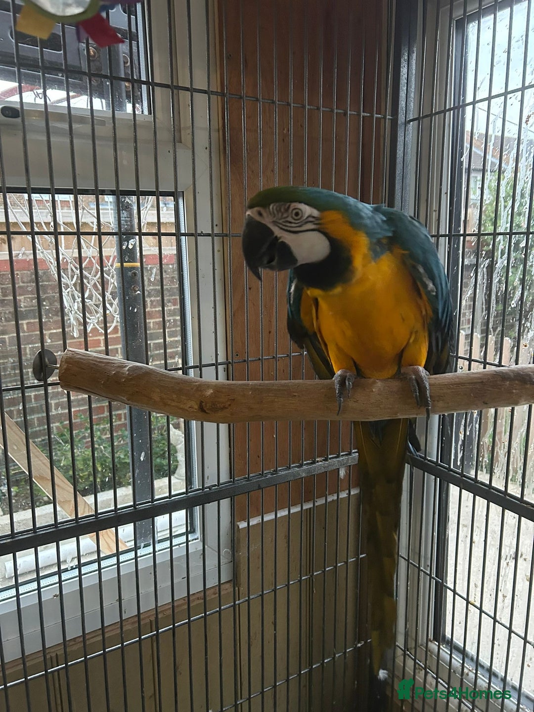 Macaws birds for sale: Blue + gold  - Image 4