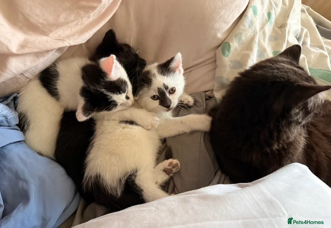 Mixed Breed cats for sale: 3 super friendly girls  - Advert 18