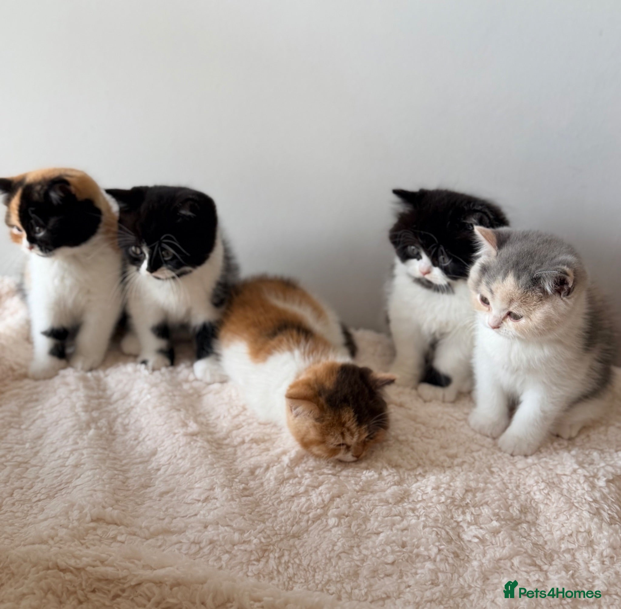British Shorthair cats Amazing mix of colours from my pet Poppet - Advert 1