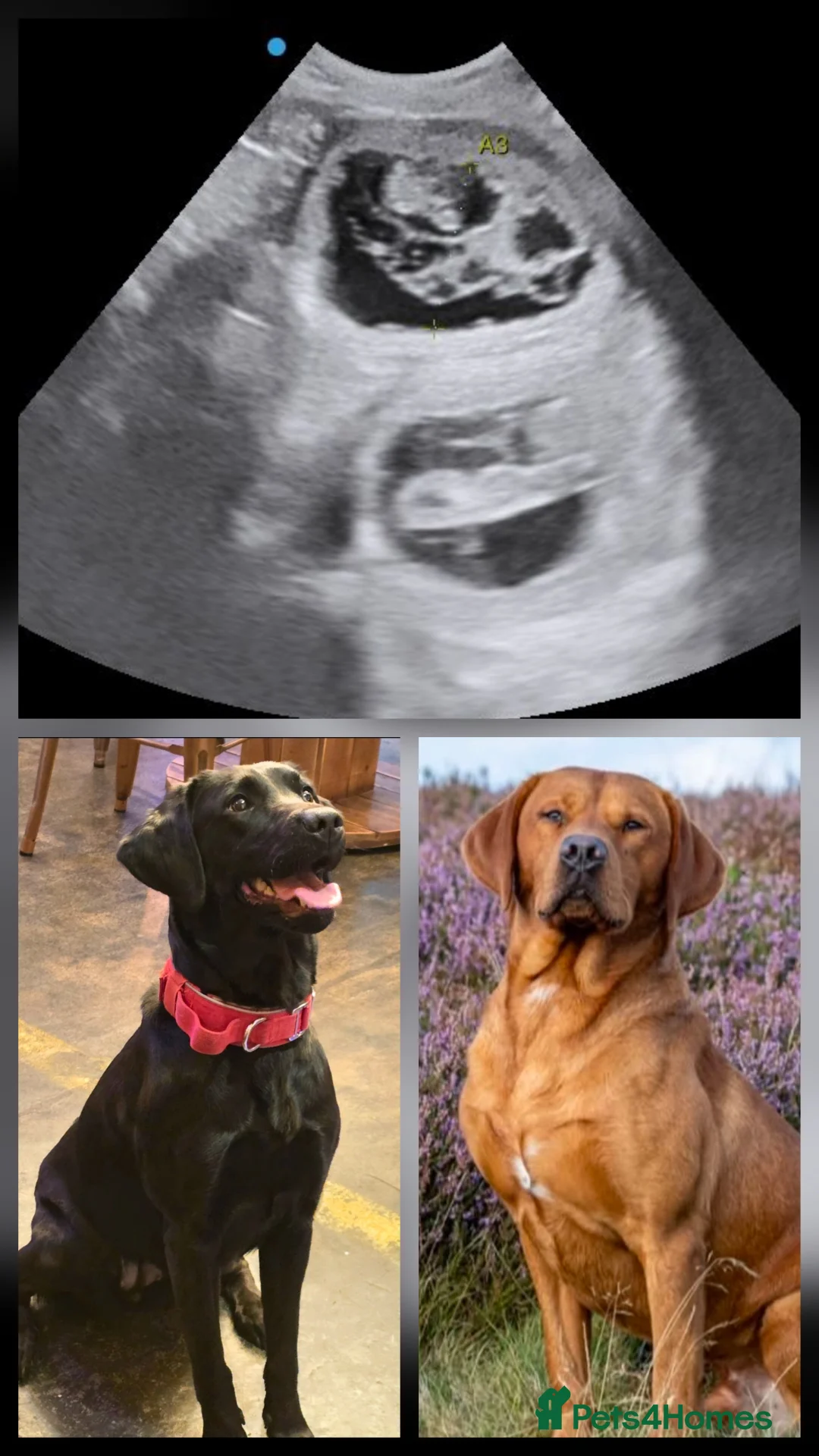 Labrador Retriever dogs for sale: RKC registered Labrador puppies  - Advert 2