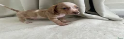 Miniature Dachshund dogs for sale: Beautiful unique miniature Dachunds  in Selby - Advert 6