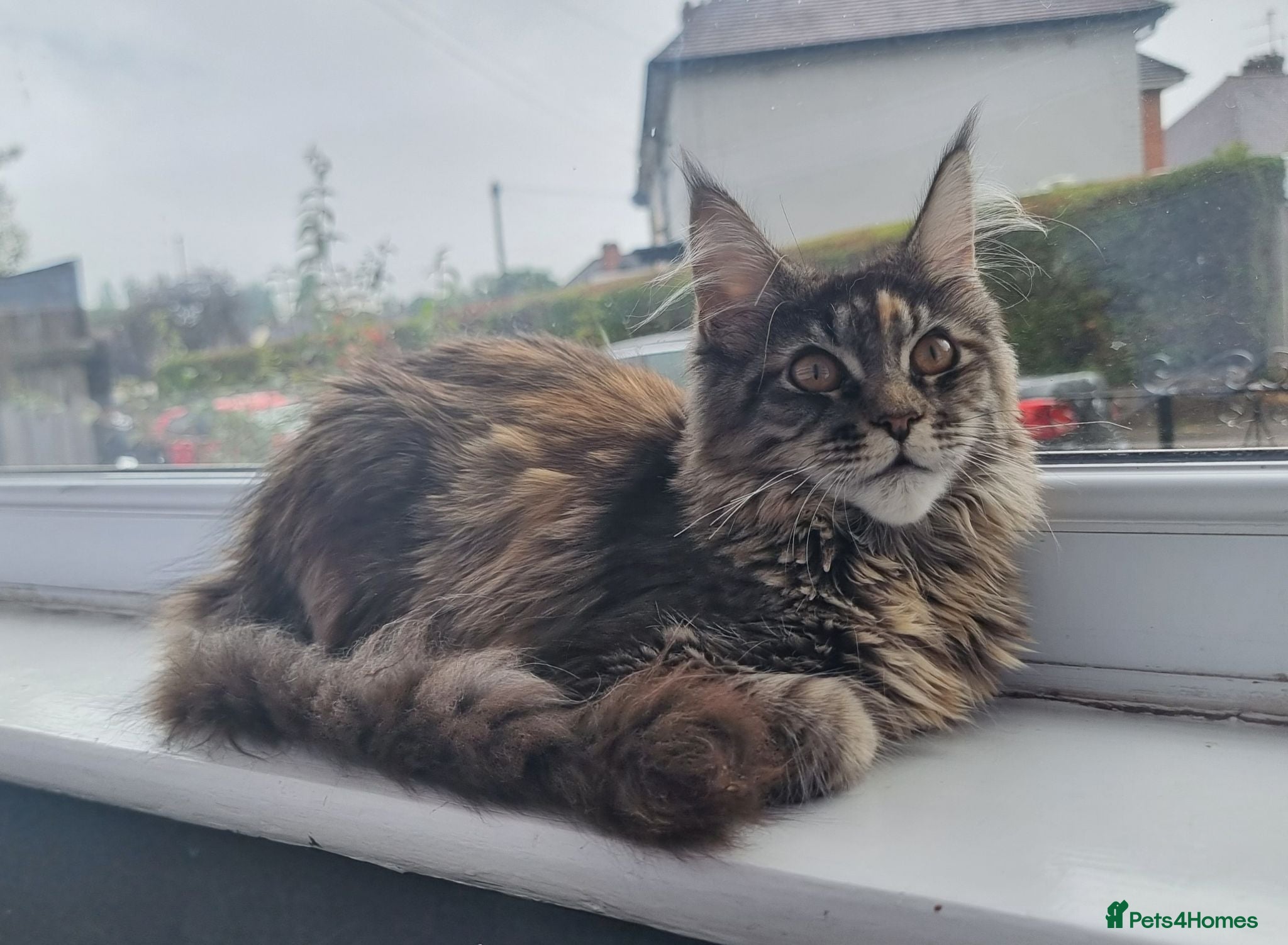 Maine Coon cats LAST TICA reg. female  - Advert 9