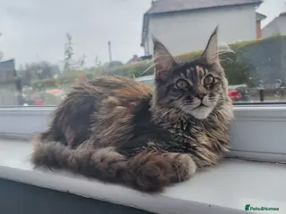 Maine Coon cats LAST TICA reg. female - Advert 9