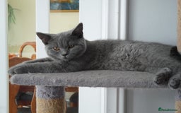 British Shorthair cats for sale: britsh short hair kittens  in Orpington - Image 21