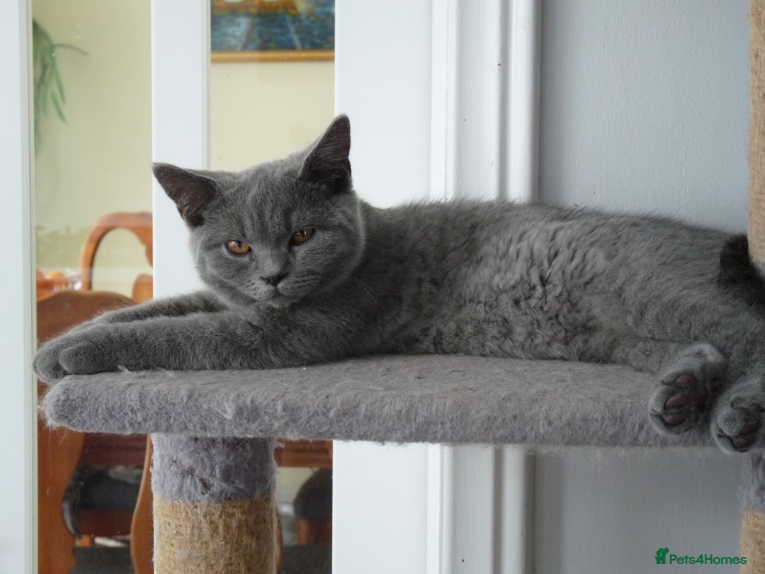 British Shorthair cats for sale: britsh short hair kittens  in Orpington - Image 21
