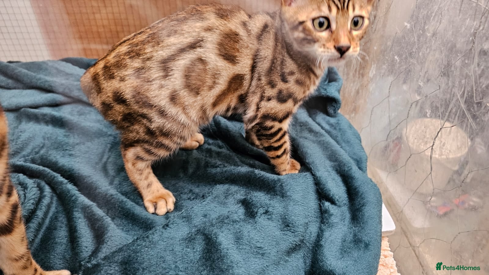 Bengal cats for sale: Super Affectionate & Playful.  Breed Quality  - Advert 3