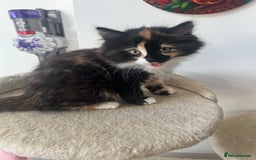 Mixed Breed cats for sale: Beautiful kittens looking for their forever homes - Image 5