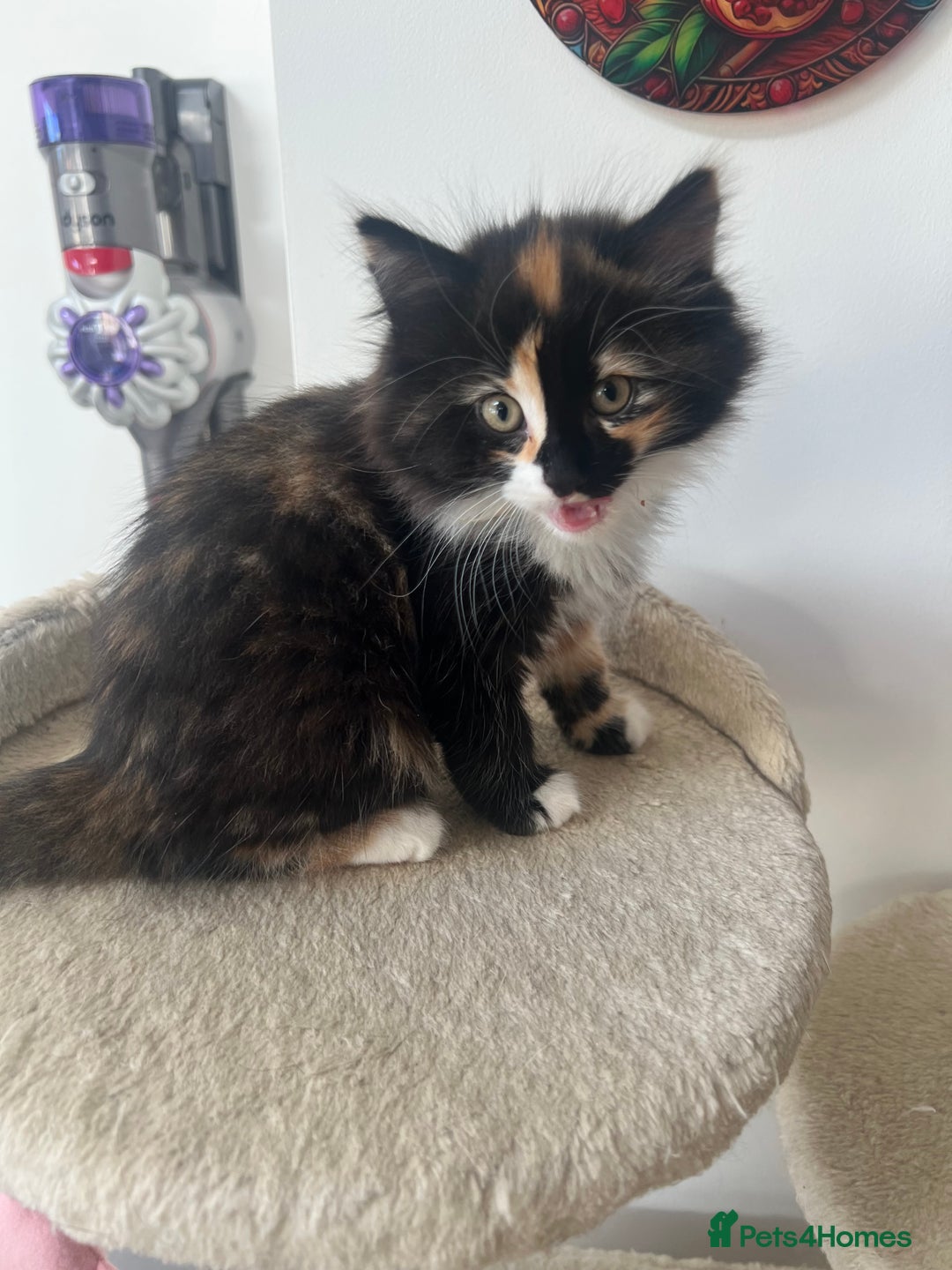 Mixed Breed cats for sale: Beautiful kittens looking for their forever homes - Image 5