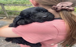 Cockapoo dogs for sale: F1 Miniature Phantom Cockapoos  READY NOW  in Chulmleigh - Image 19