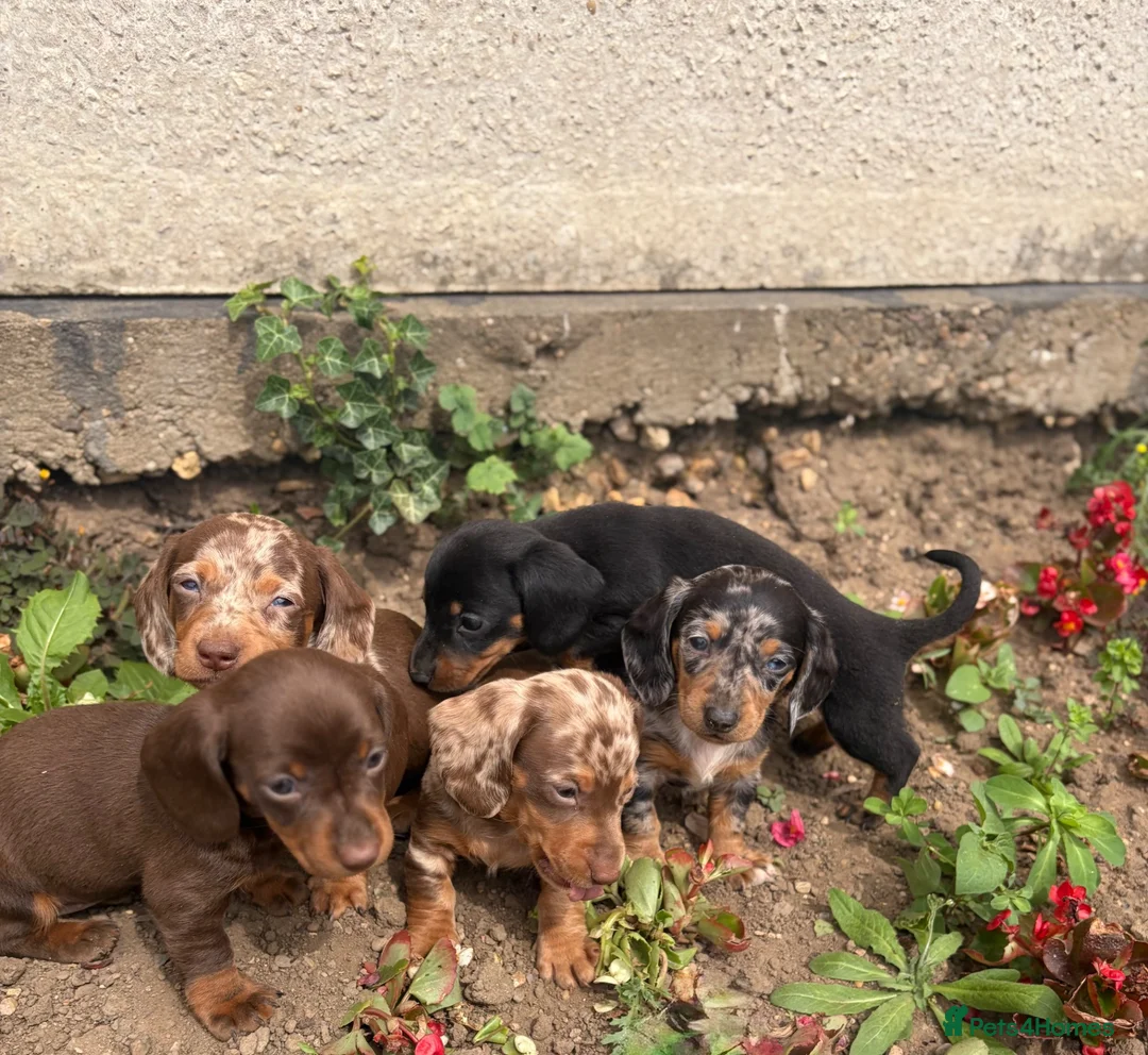 Dachshund dogs for sale: dashound’s puppies  - Advert 1