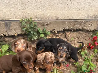 Dachshund dogs dashound’s puppies - Advert 4