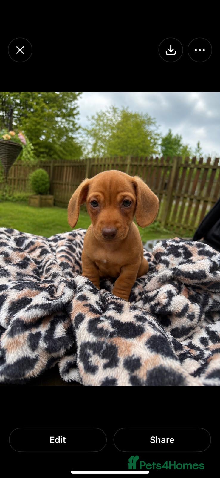 Miniature Dachshund dogs Miniature daschound REDUCED ££650££ - Advert 1