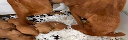 Goldador dogs for sale: Fantastic red goldador puppies  - Advert 31