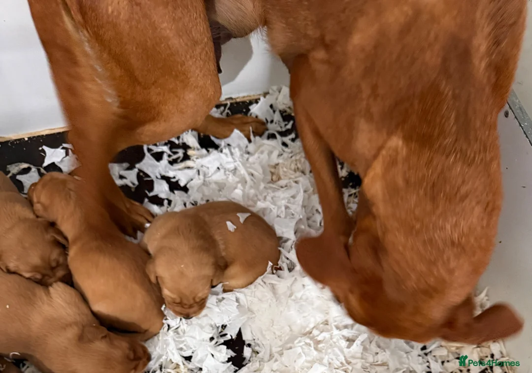 Goldador dogs for sale: Fantastic red goldador puppies  - Advert 31