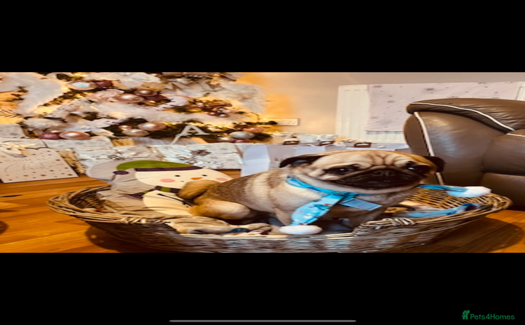 Pug dogs - Advert 2