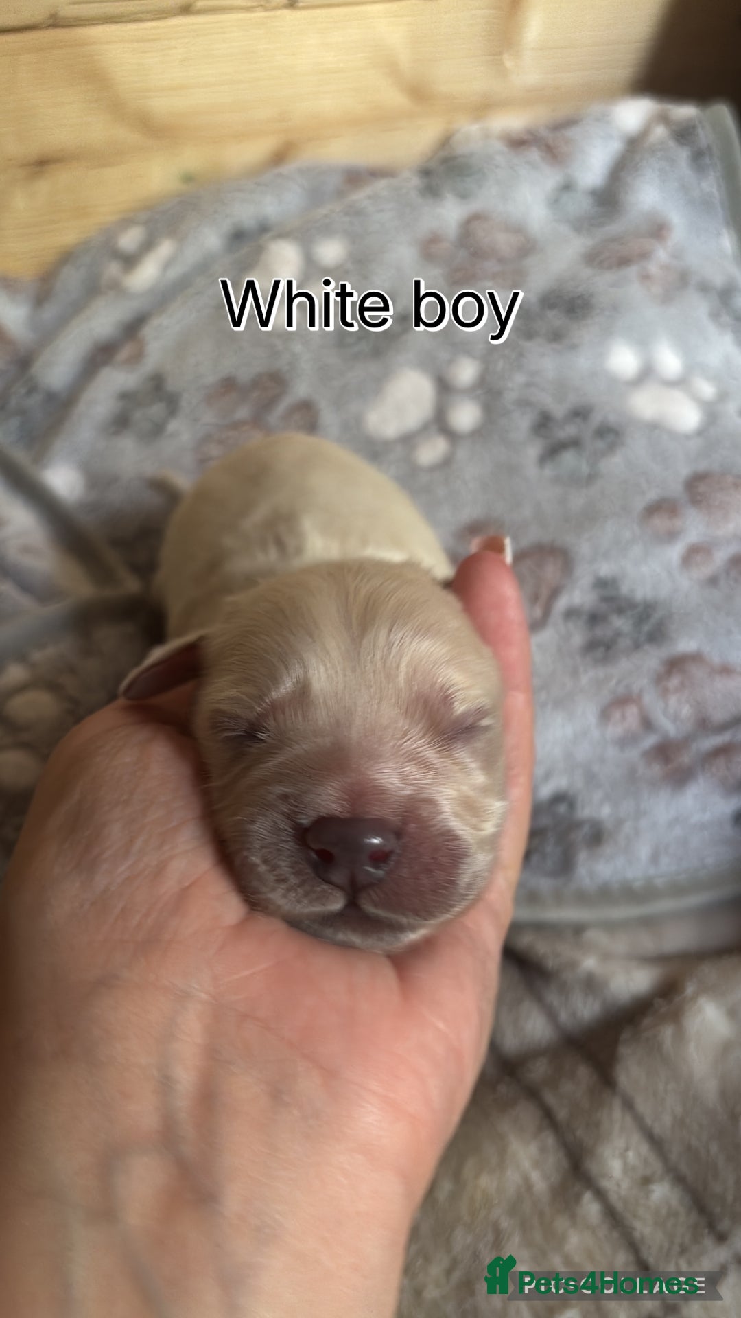 Golden Retriever dogs for sale: Gorgeous Golden Retriever puppies  - Image 2