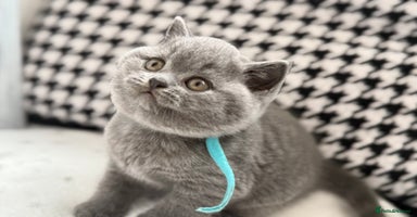 British Shorthair cats Adorable British Shorthair - Advert 5