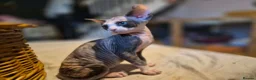 Sphynx cats for sale:  sphynx kitten  1 female available October 13th  - Advert 10