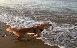 Cocker Spaniel dogs for sale: Meet Daisy – looking for her forever home❤️ - Advert 10