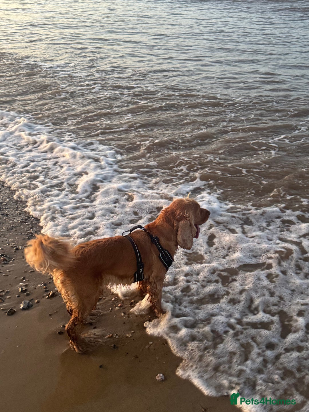 Cocker Spaniel dogs for sale: Meet Daisy – looking for her forever home❤️ - Advert 10