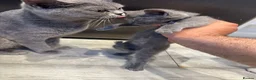 British Shorthair cats for sale: Beautiful British shorthair kittens - Advert 9