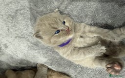 British Shorthair cats for sale: Champions bloodline British Shorthair Kittens! 🐾  - Image 5
