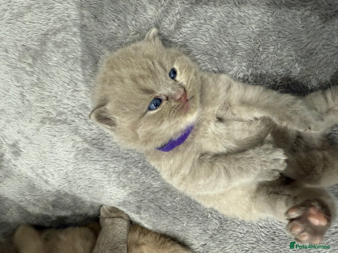 British Shorthair cats for sale: Champions bloodline British Shorthair Kittens! 🐾  - Image 5