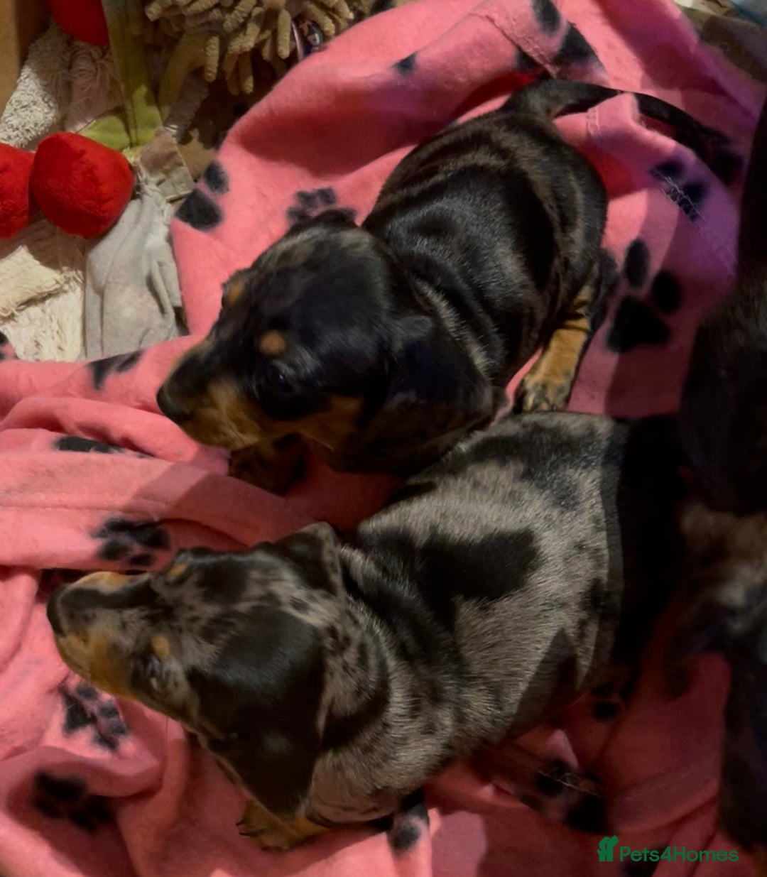 Miniature Dachshund dogs for sale: Stunning Pedigree KC Registered ready from 21 Dec - Advert 4