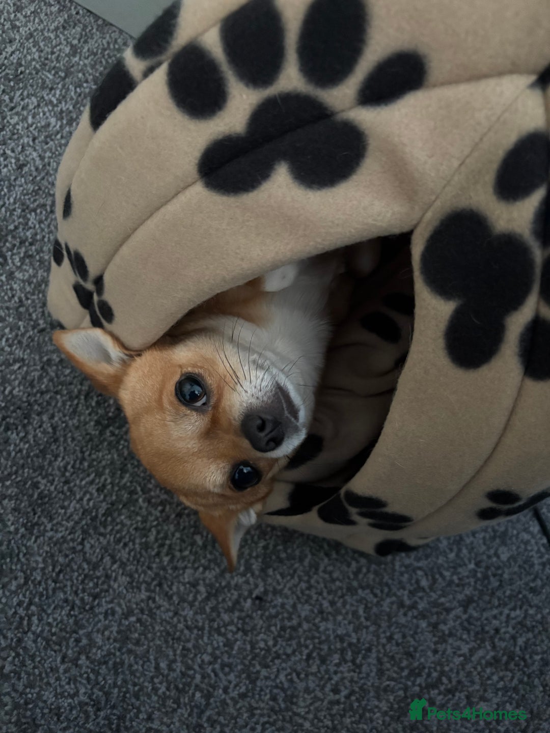 Chihuahua dogs for stud: Friendly Chihuahua for Stud - Advert 1