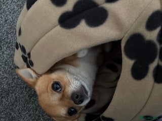 Chihuahua dogs Friendly Chihuahua for Stud - Advert 4