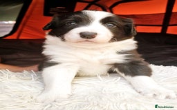 Sprollie dogs for sale: Puppies from Border Collie  - Image 26
