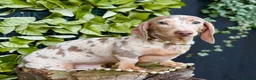 Miniature Dachshund dogs for sale: Award Winning Breeder - KC Stunning boys - Advert 7