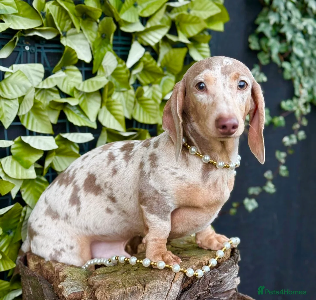 Miniature Dachshund dogs for sale: Award Winning Breeder-KC Stunning cream&lilac dapp - Advert 5